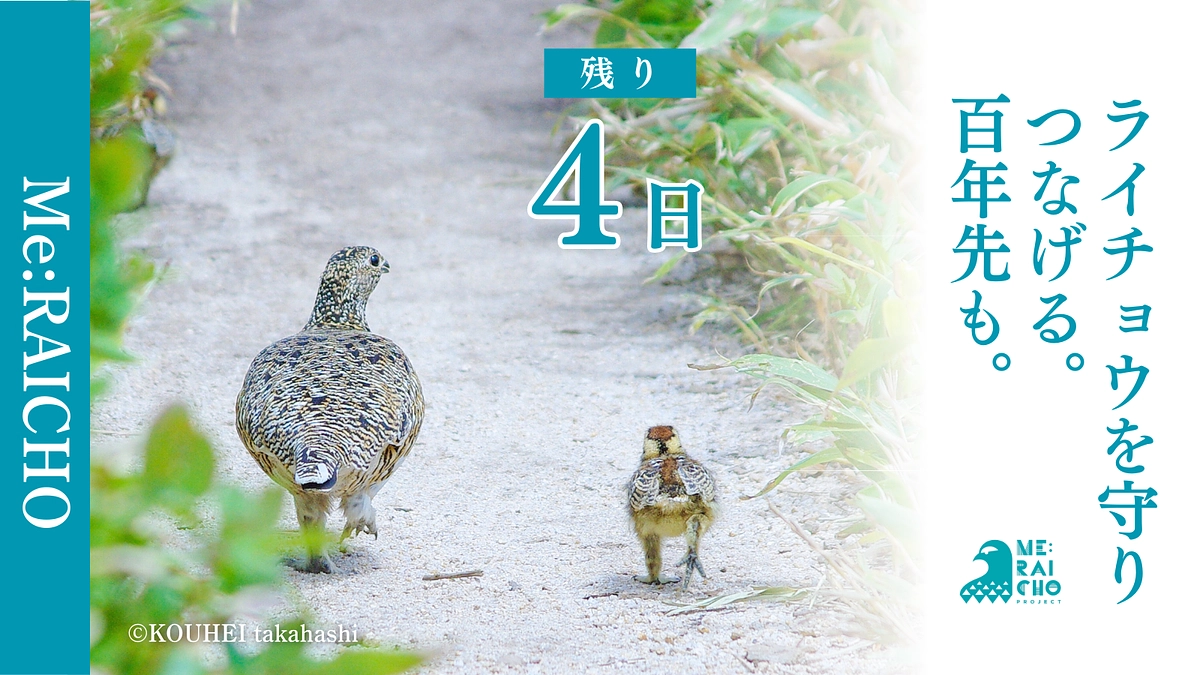 【プロジェクト終了まで残り4日】応援メッセージを力に！未来へつなぐミライチョウプロジェクト