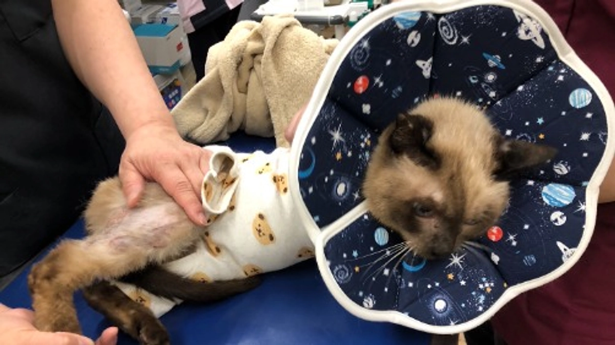 終了日まであと2日！どの子の命も諦めたくない！