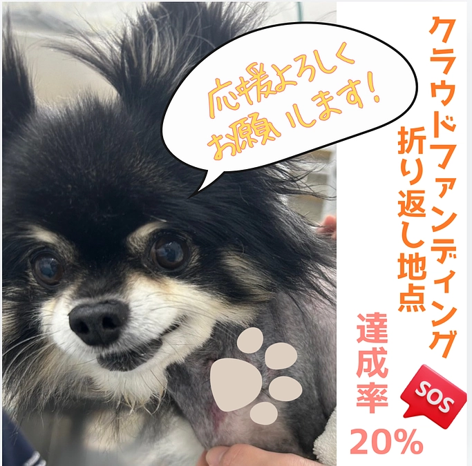 クラウドファンディング折り返し地点となりました🐾
