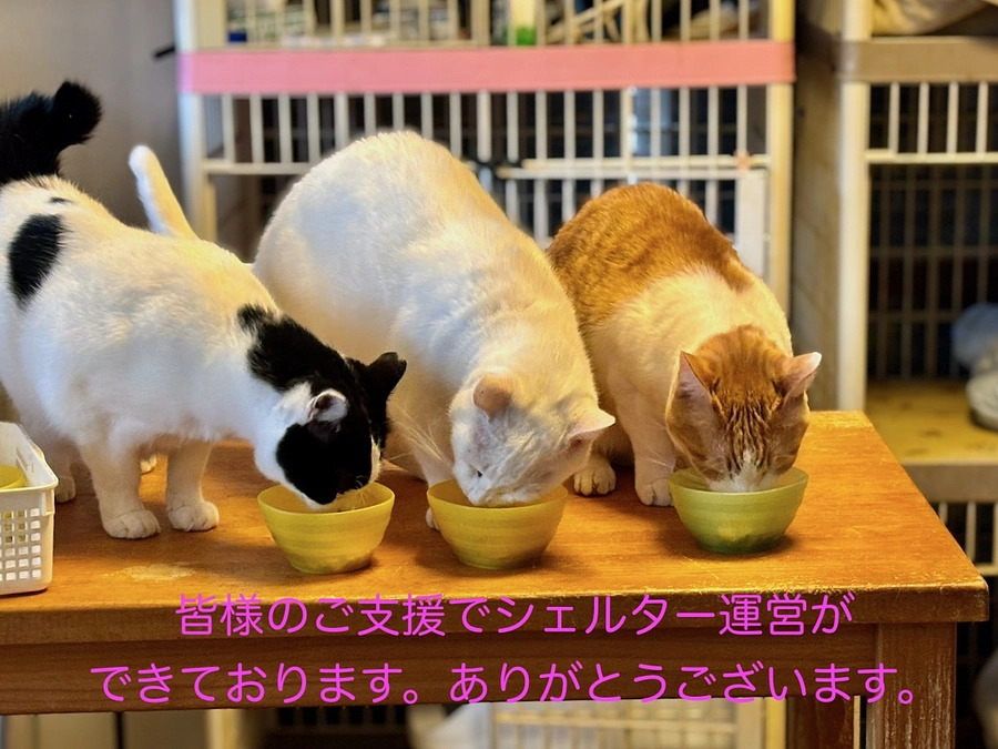 家賃支払いについての報告