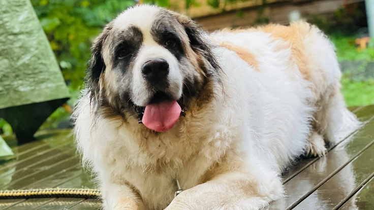 骨肉腫と闘う愛犬モカを助けてください！