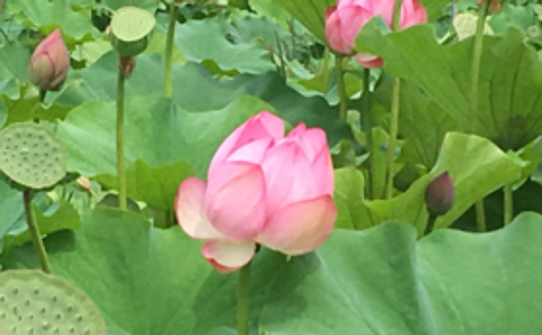 気軽に応援コース