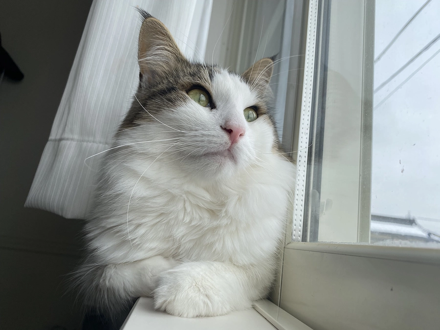 ご飯の食べムラ🐈