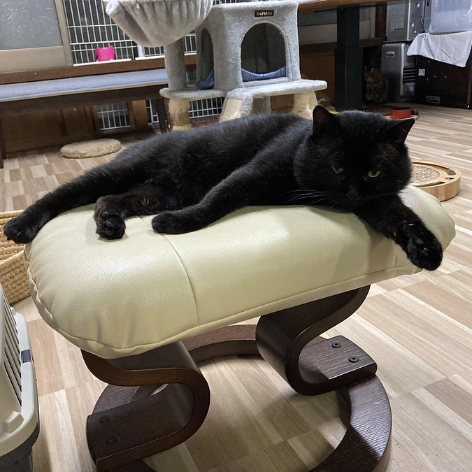 ネロちゃんのその後