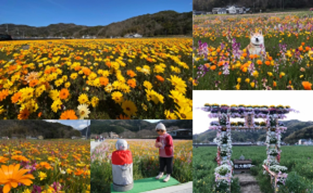 花畑の写真データ5カット