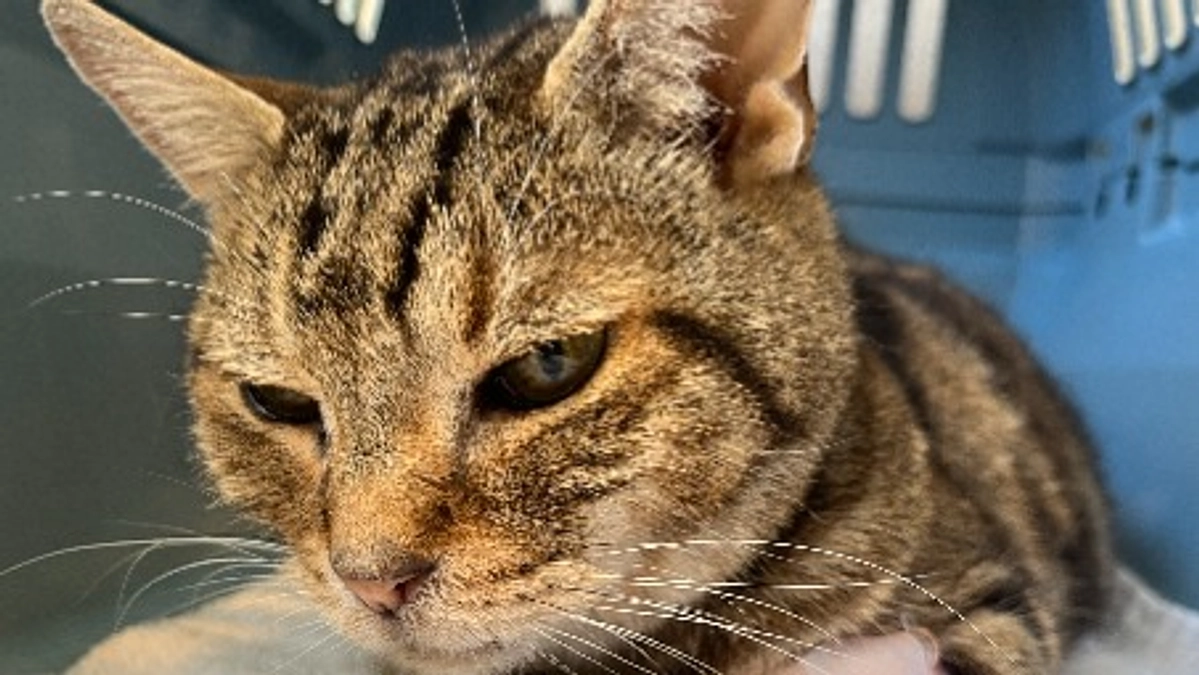 クリスマスイブ