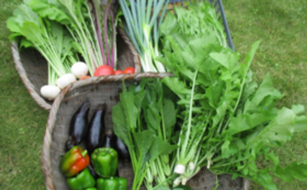 春・夏・秋と年3回の自然農野菜のセット