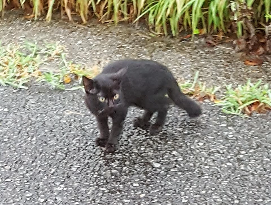 野良猫は自然の生き物