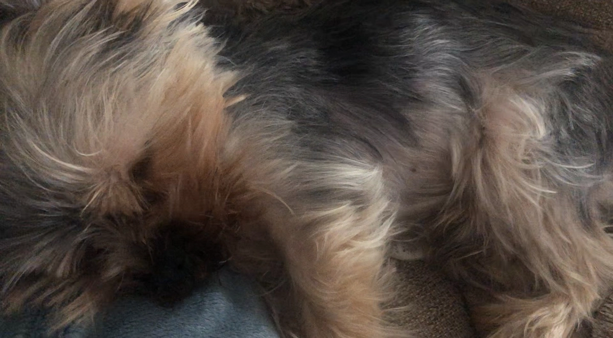 豆太郎の呼吸の動画です