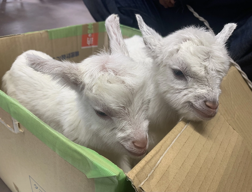 診療報告〜子ヤギたち