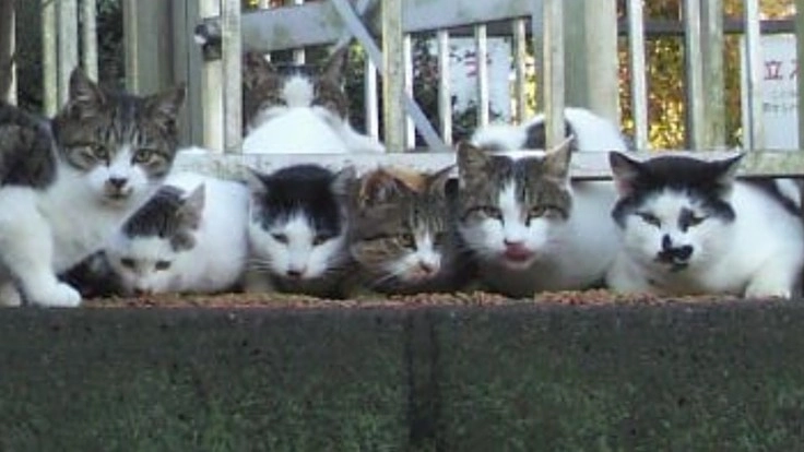 殺処分される猫をセンターから引き出して幸せにつなげたい