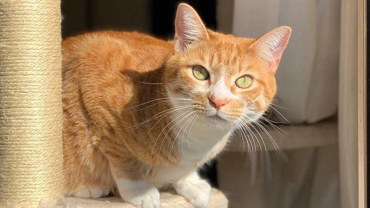 腎臓病の我が子への治療を続けていくために