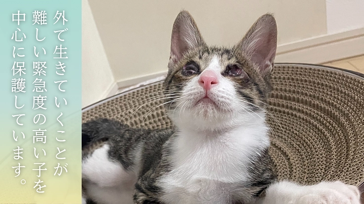 救える命を諦めない。 保護猫カフェを拡張し1匹でも多くの猫を幸せに 3枚目