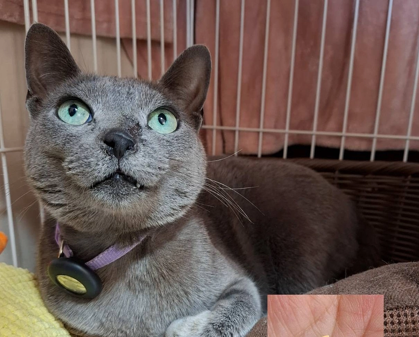 本日のステラのご報告です