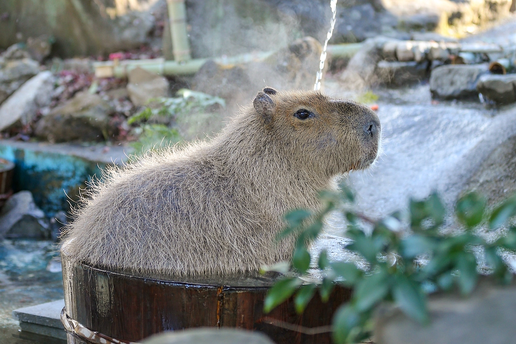 2月21日(水) 進捗報告・動物紹介・イベント紹介～カピバラ風呂への長い道のり～