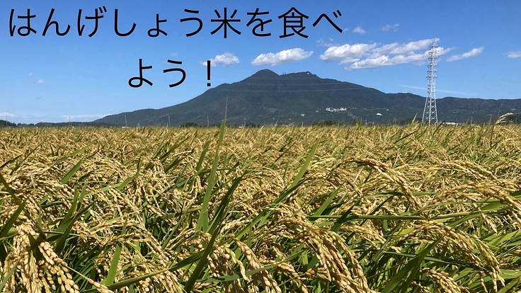 本物の自然栽培「はんげしょう米」を多くの人に食べて頂き普及したい！
