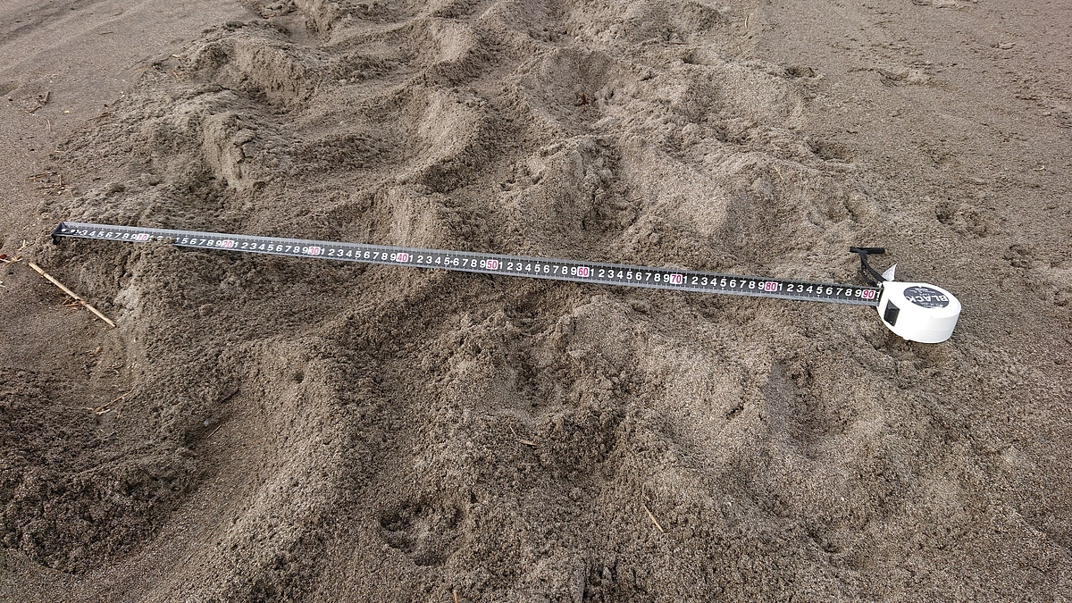 昨日の活動中に“アカウミガメの卵”を発見しました！