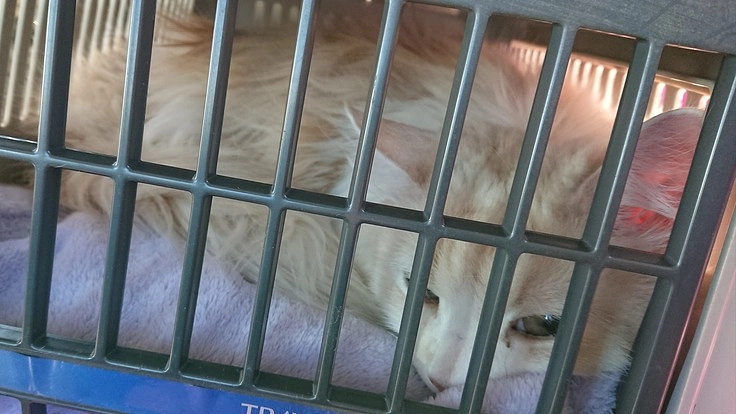 肥大型心筋症で闘病中の龍戯-ルキの治療費の援助をお願いします