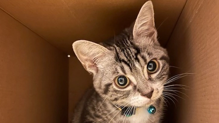 FIP(猫伝染性腹膜炎)と闘う、小さな命に力をお貸しください!