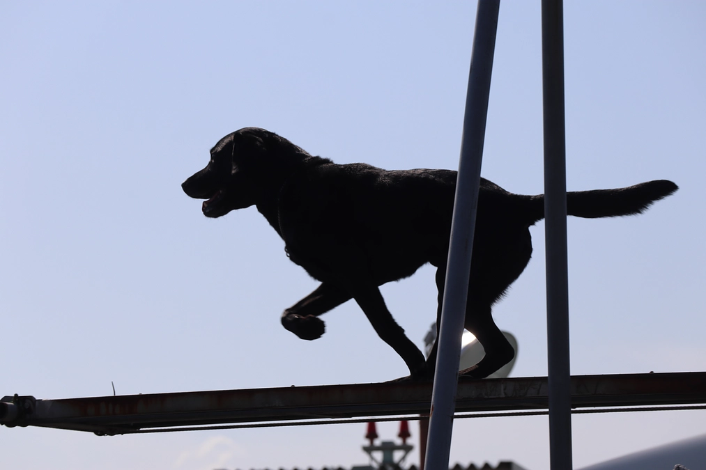 災害救助犬”太陽”　お誕生日を迎えました！