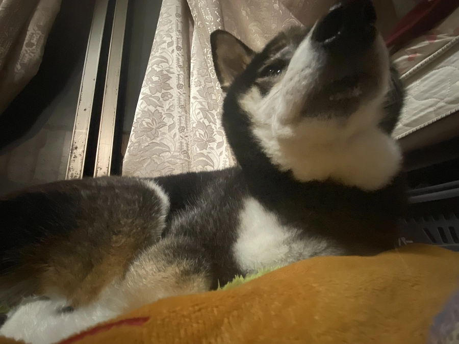 小鉄の体重とポチのお見舞い