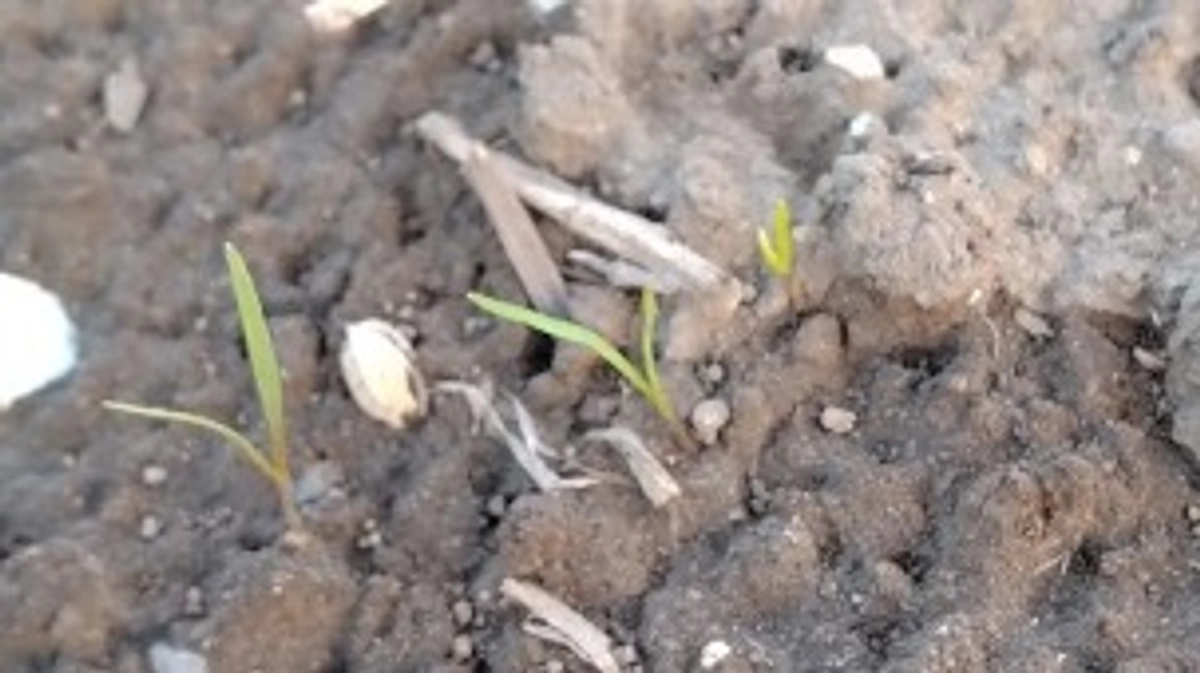 にんじんを植えました！　～その１　芽が出た！～