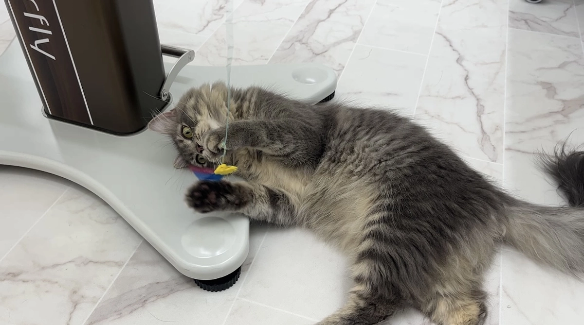 投薬29日目　今後の治療について