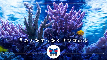 海遊館からつながる サンゴ礁保全プロジェクト のトップ画像