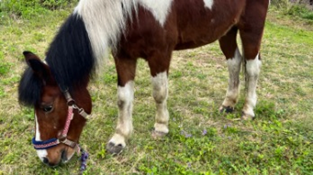 デイジーが虹の橋を渡りました