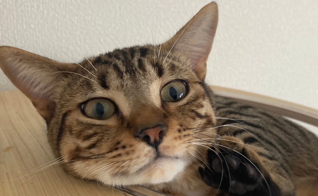 らんまるプラン1(リターンなし)