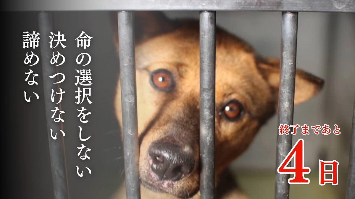 【残り4日です！】皆様からのあたたかい応援メッセージにいつも励まされています！