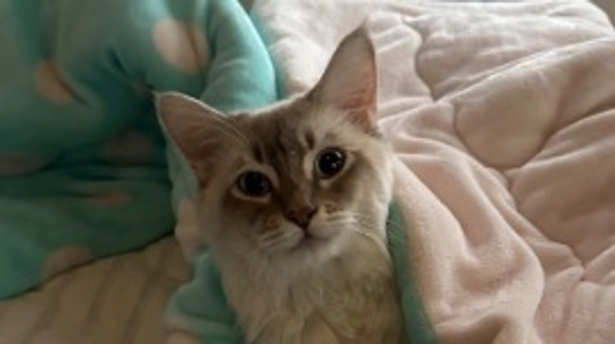 代理支援のご報告