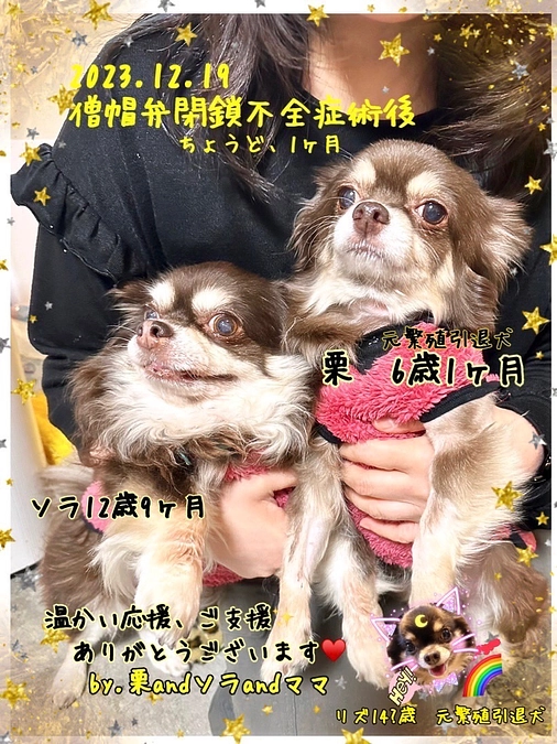 お陰様で✨✨　栗ちゃん　術後1ヶ月となりました！！