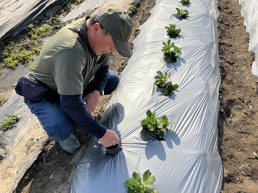 【野菜栽培レポート】一寸そら豆の苗が育っています！