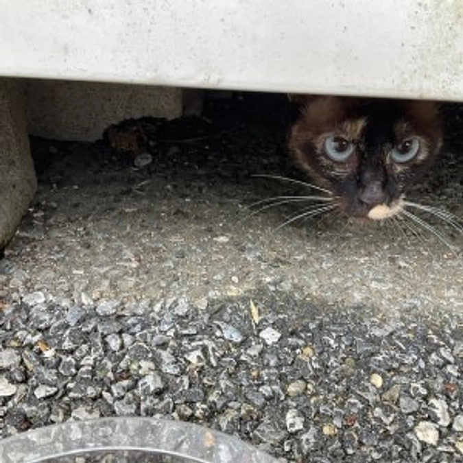 【保護猫エピソード⑤】沼地から保護した　ヌマーズファミリー