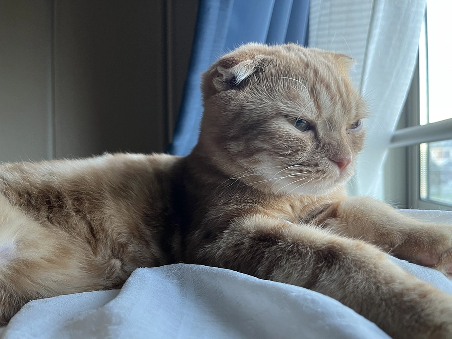 お外が気になるふう