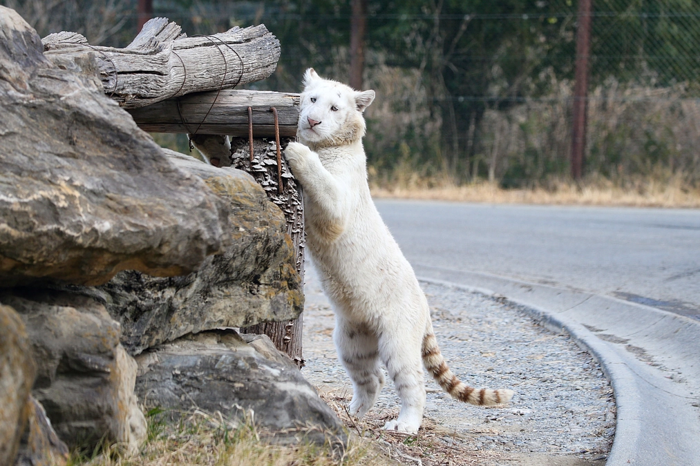 1月5日(金) 進捗報告・返礼品紹介〜45th Anniversary トートバック〜