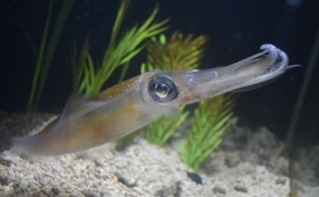 【¥3,000】Post Your Name! The Course for living outside Japan