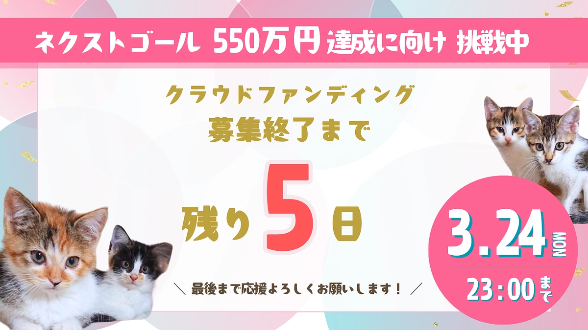 猫にゃんズプロジェクト終了まで【残り5日】応援コメントのご紹介