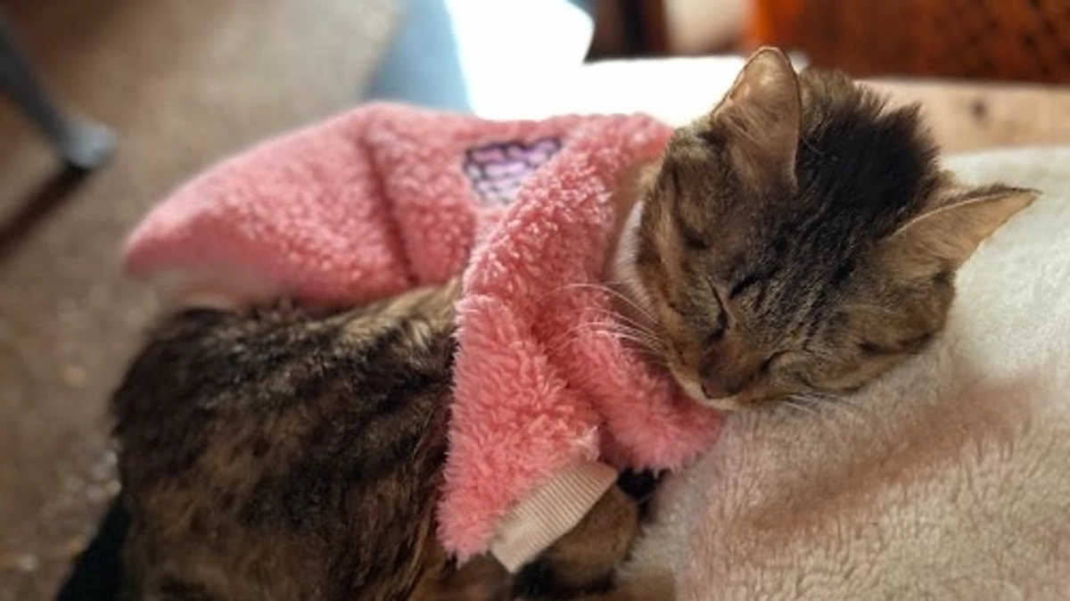 クラファン開始１０日が経ちました！