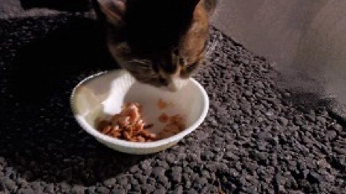 2/25の猫達。プロジェクトも残り11日となってしまいました。達成率31%ととても厳しい状態です😣