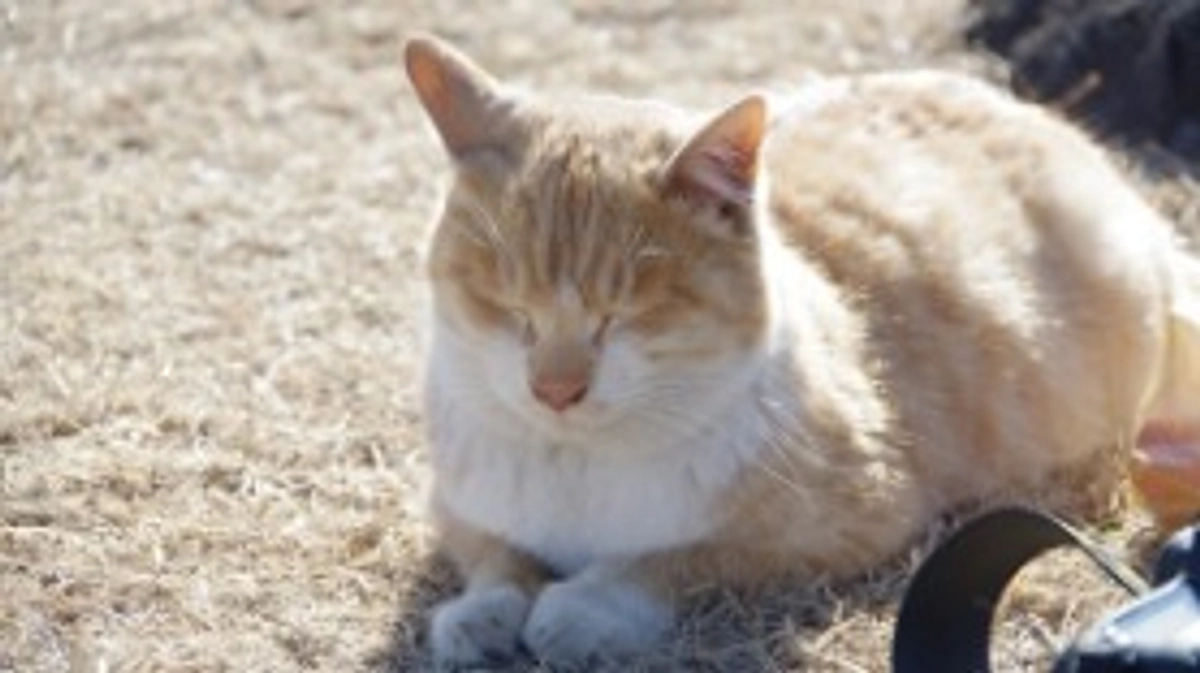 捨て猫は 間接的に 猫殺し