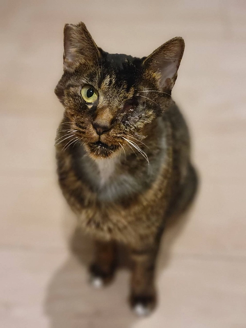 つなちゃんの手術日が決まりました。