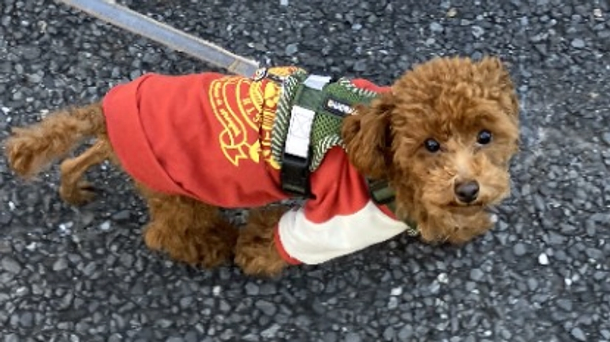 だいすきなお散歩！！