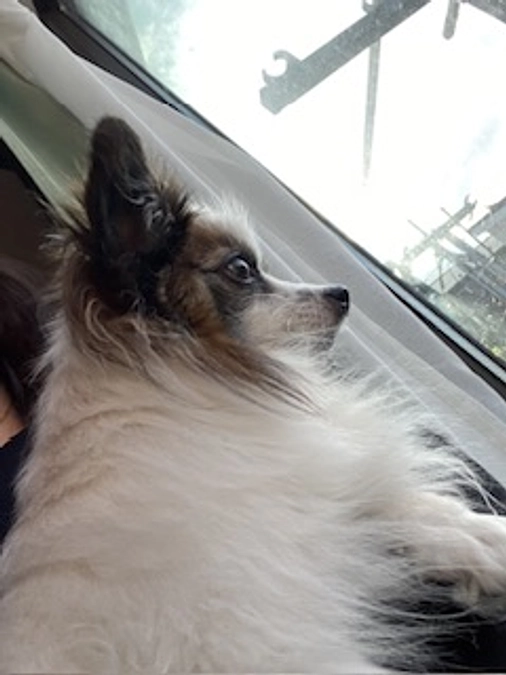 🌸代理支援🌸 クラウドファンディングへ反映させて頂きました🙇🏻‍♀️🙌