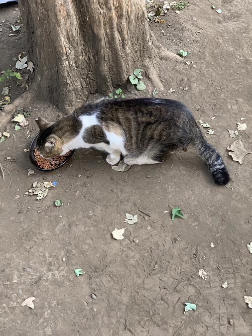 公園組の晩ごはん🍚11月2日