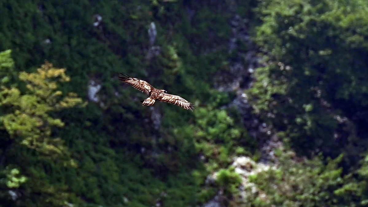 第12回伊吹山イヌワシ観察会 報告　追加