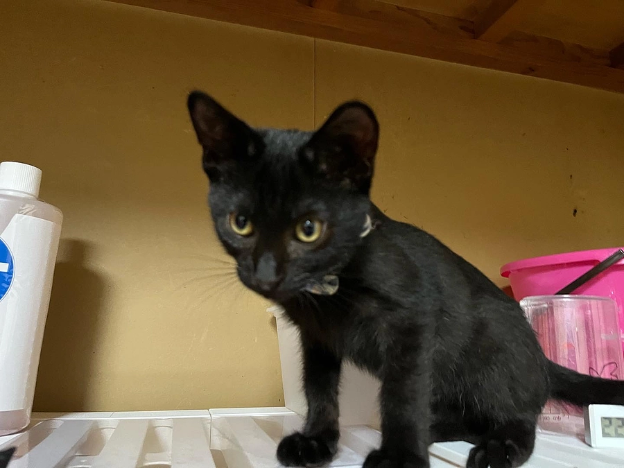 【保護猫活動報告】琥珀くんがトライアルに出発しました！