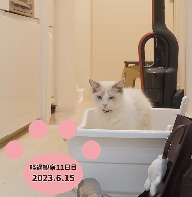 経過観察11日目(2023.6.15)