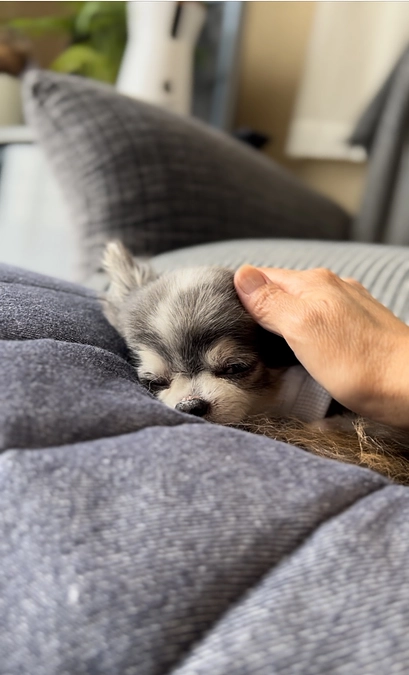 ありがとうございました✧*｡